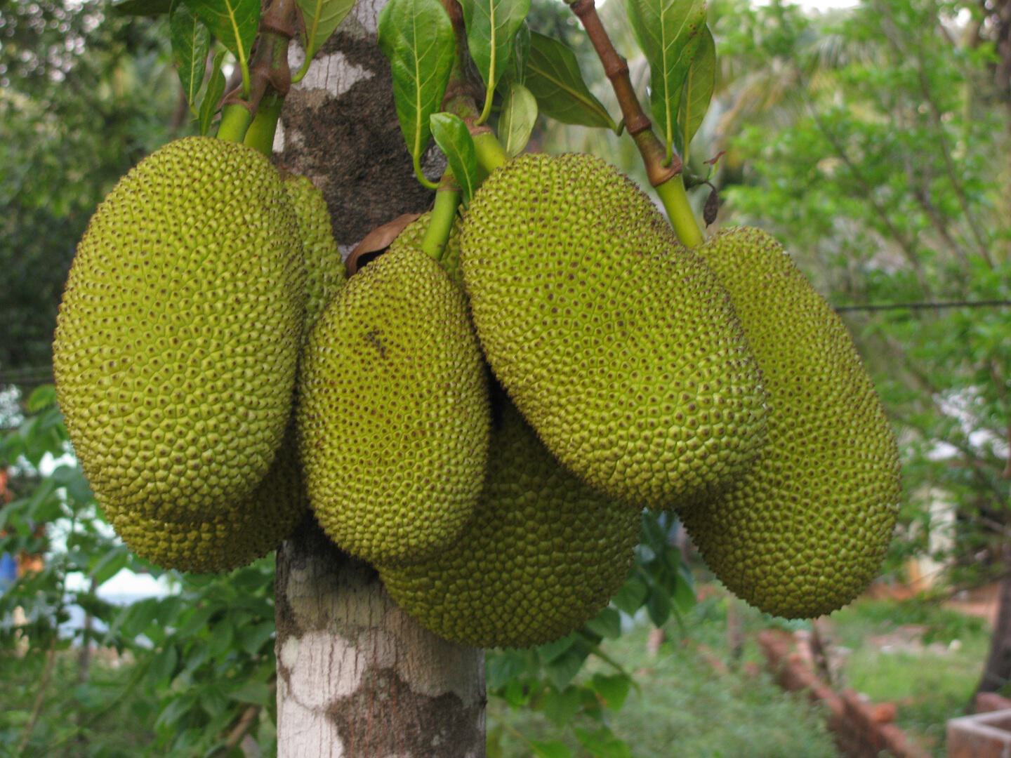 Jackfruit-Jackfrucht-Fleischersatz