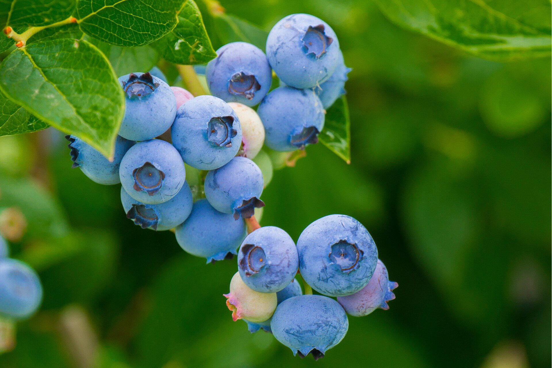 Wilde Blaubeeren VALIO.de