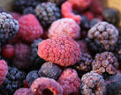 Deep-frozen fruits