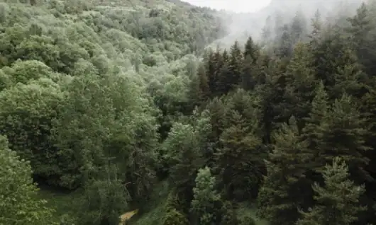 Dichte grüne Waldlandschaft mit Nebel über den Bäumen in einer bergigen Region.