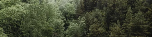 Klimaschutz Waldpatenschaft