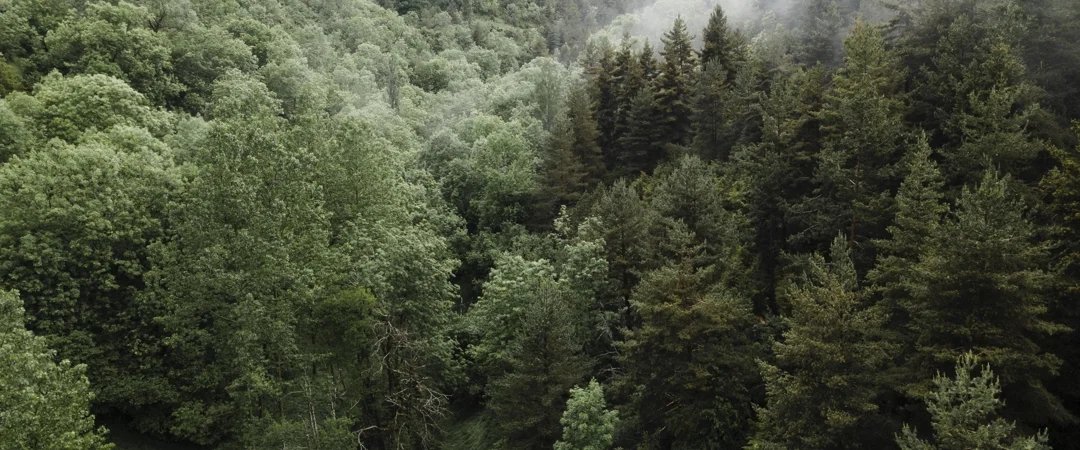 Klimaschutz Waldpatenschaft