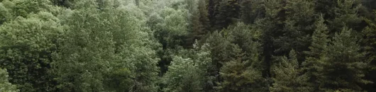 Hochwald mit dichten grünen Bäumen in der Natur.